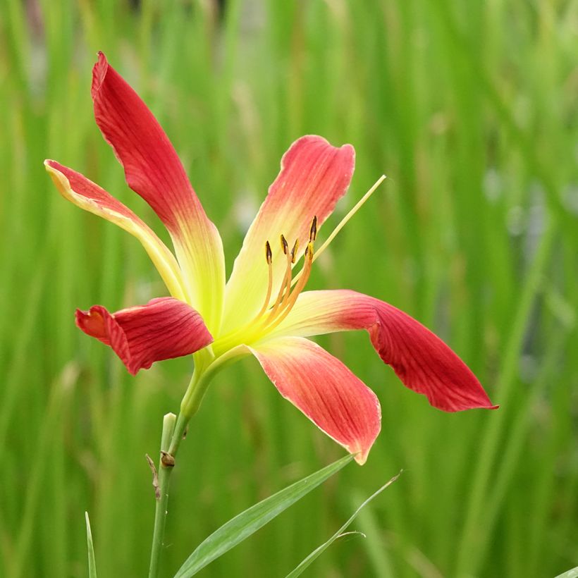 Hemerocallis Hot Wheels - Daglelie (Bloei)