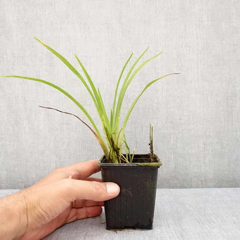 Exemplaar van Hemerocallis Hot Wheels - Daglelie Kweekpotje van 8/9 cm zoals geleverd in de herfst