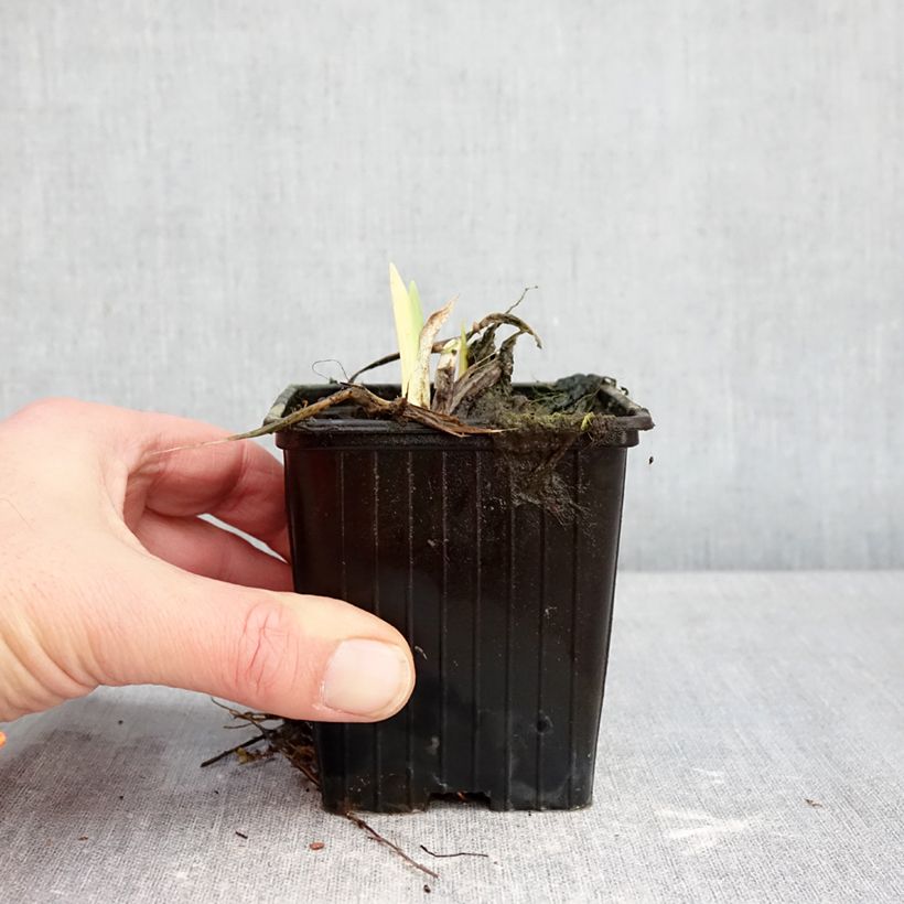 Example of Hémérocalle Hot Wheels - Lis d'un jour type Spider Kweekpotje van 8/9 cm as you get in hiver