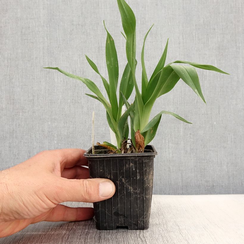 Exemplaar van Hemerocallis Hot Wheels - Daglelie Kweekpotje van 8/9 cm zoals geleverd in de lente