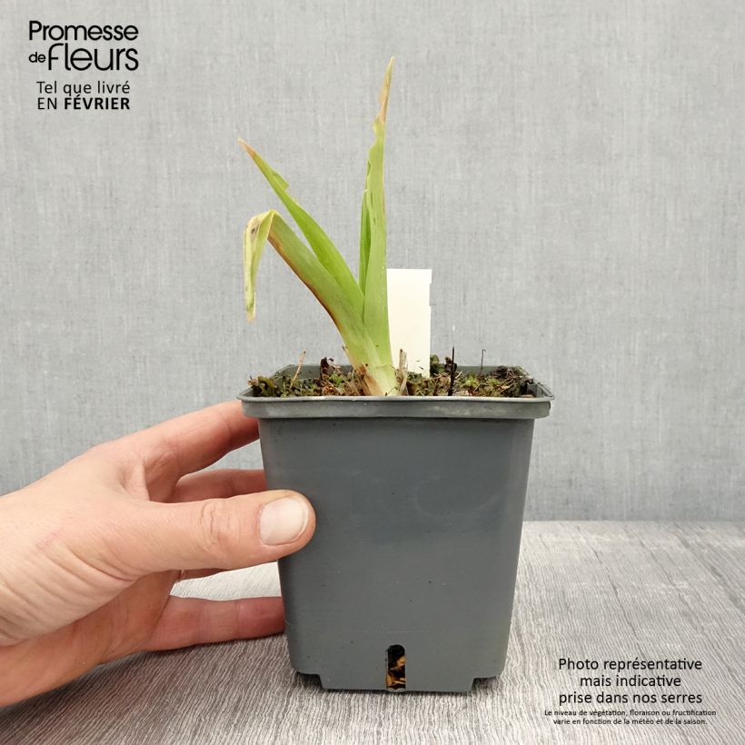 Exemplaar van Hemerocallis In Excess - Daglelie Pot van 1 l/1,5 l zoals geleverd in de winter