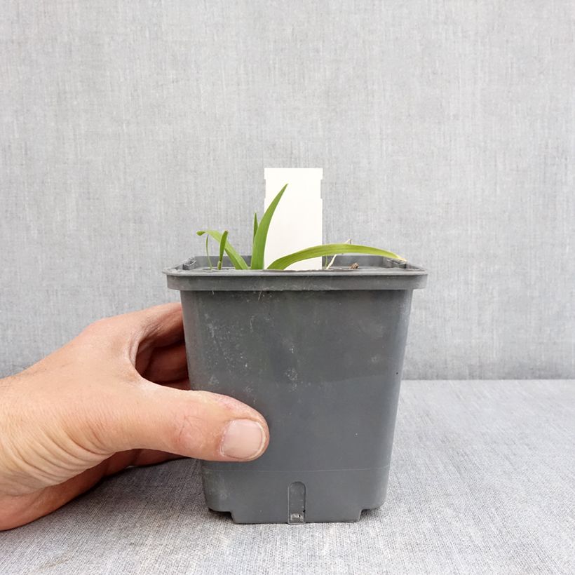 Exemplaar van Hemerocallis In Excess - Daglelie Pot van 1 l/1,5 l zoals geleverd in de lente