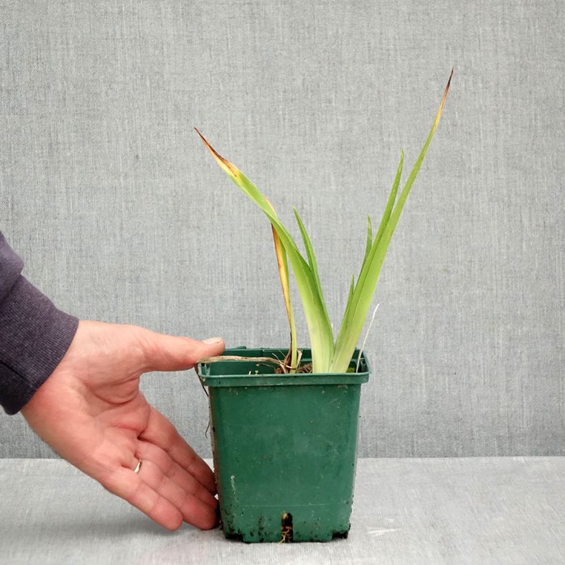 Exemplaar van Hemerocallis Jason Salter - Daglelie Pot van 1 l/1,5 l zoals geleverd in de herfst