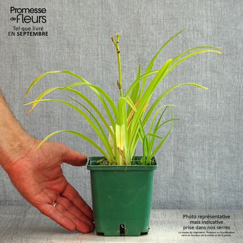 Exemplaar van Hemerocallis Jason Salter - Daglelie Pot van 1 l/1,5 l zoals geleverd in de zomer