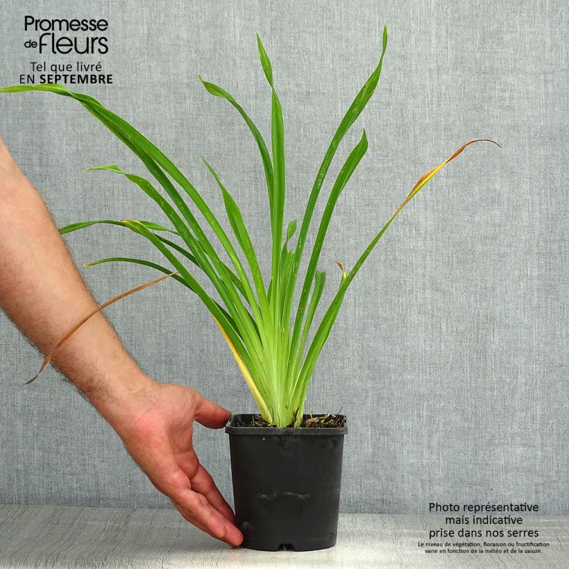 Exemplaar van Hemerocallis Lacy Doily - Daglelie Pot van 1 l/1,5 l zoals geleverd in de zomer