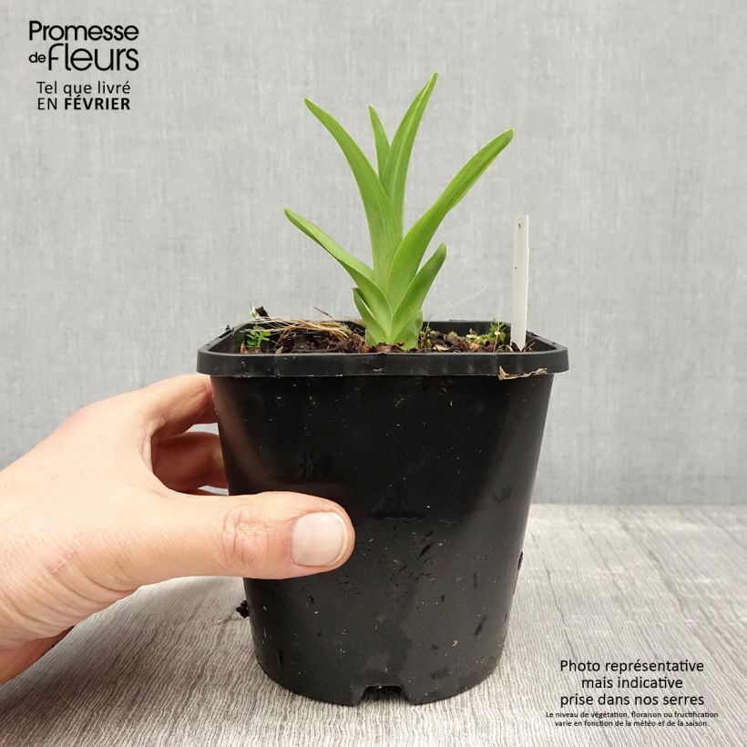 Example of Hémérocalle Lacy Doily - Lis d'un jour Pot van 1 l/1,5 l as you get in hiver