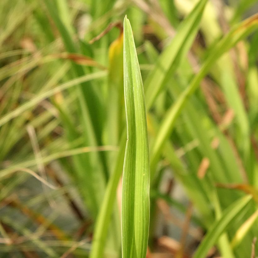 Hemerocallis Lacy Doily - Daglelie (Blad)