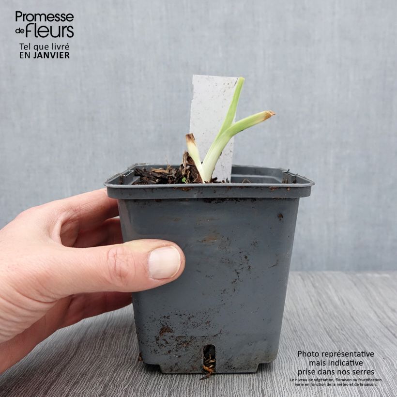 Exemplaar van Hemerocallis Land of Cotton - Daglelie Pot van 1 l/1,5 l zoals geleverd in de winter
