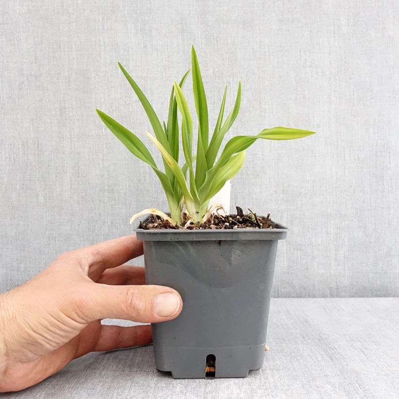 Exemplaar van Hemerocallis Land of Cotton - Daglelie Pot van 1 l/1,5 l zoals geleverd in de lente