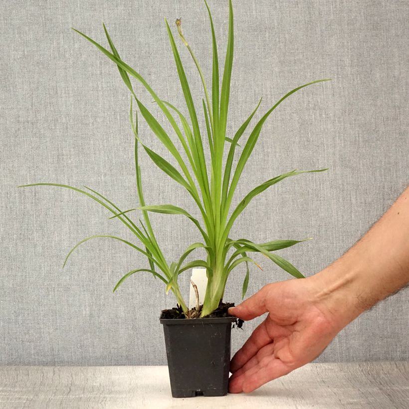 Exemplaar van Hemerocallis lilioasphodelus - Gele daglelie Kweekpotje van 8/9 cm zoals geleverd in de zomer