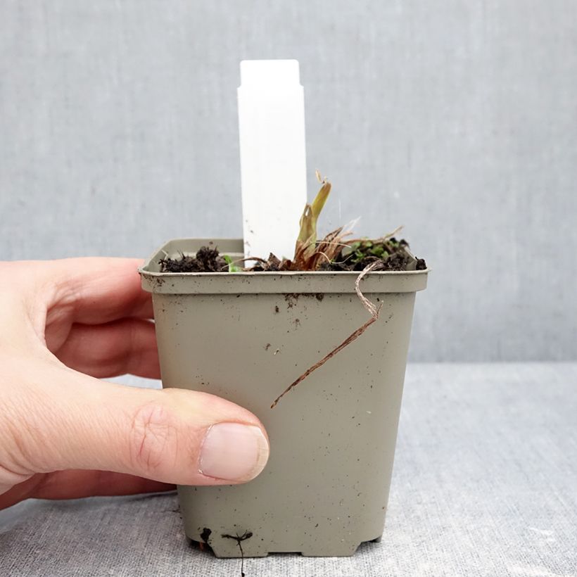 Exemplaar van Hemerocallis Lucretius - Daglelie Kweekpotje van 8/9 cm zoals geleverd in de winter