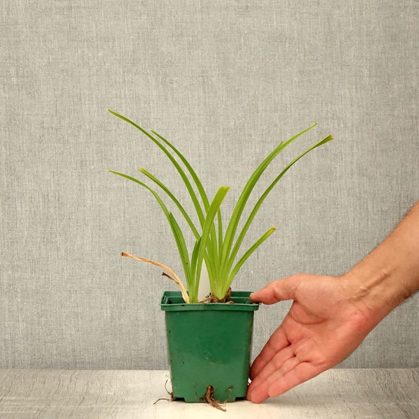Exemplaar van Hemerocallis Lullaby Baby - Daglelie Kweekpotje van 8/9 cm zoals geleverd in de zomer