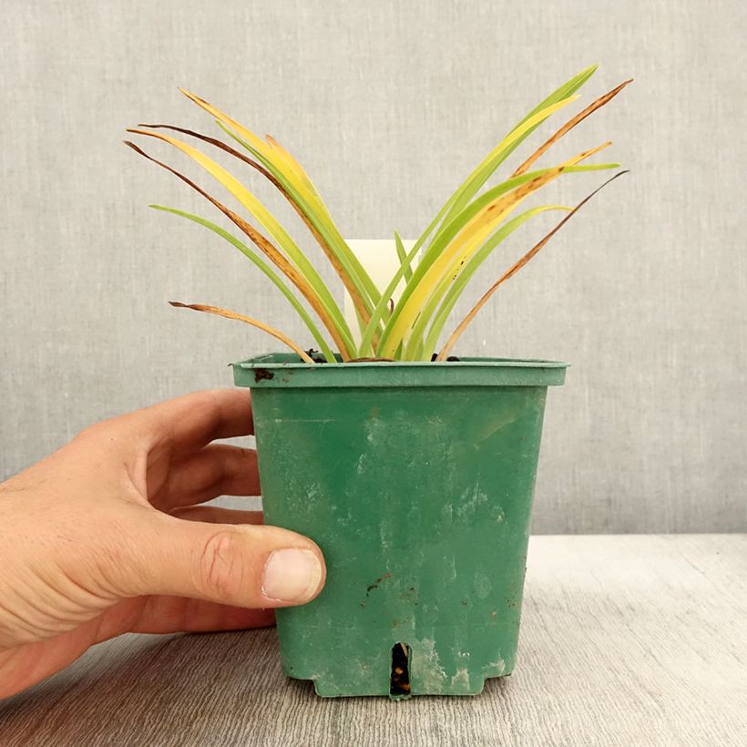 Exemplaar van Hemerocallis Luxury Lace - Daglelie Pot van 1 l/1,5 l zoals geleverd in de herfst