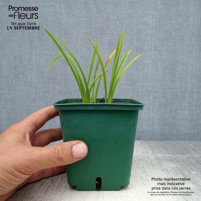 Exemplaar van Hemerocallis Luxury Lace - Daglelie Pot van 1 l/1,5 l zoals geleverd in de zomer