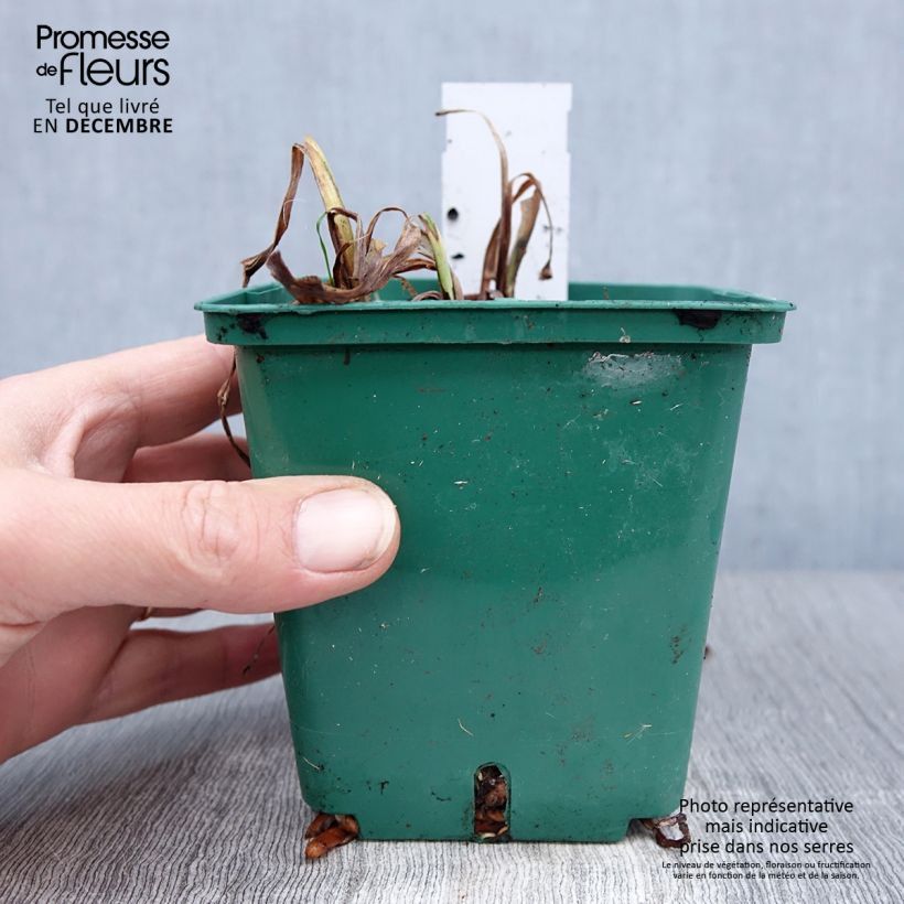 Example of Hemerocallis Luxury Lace - Daglelie Pot van 1 l/1,5 l as you get in hiver