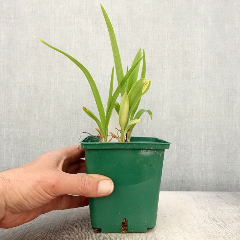 Exemplaar van Hemerocallis Luxury Lace - Daglelie Pot van 1 l/1,5 l zoals geleverd in de lente