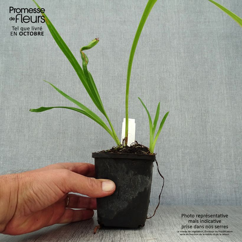 Exemplaar van Hemerocallis Margaret Perry - Daglelie Kweekpotje van 8/9 cm zoals geleverd in de herfst