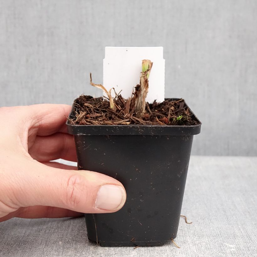 Example of Hémérocalle Mauna Loa - Lis d'un jour orange Kweekpotje van 8/9 cm as you get in hiver