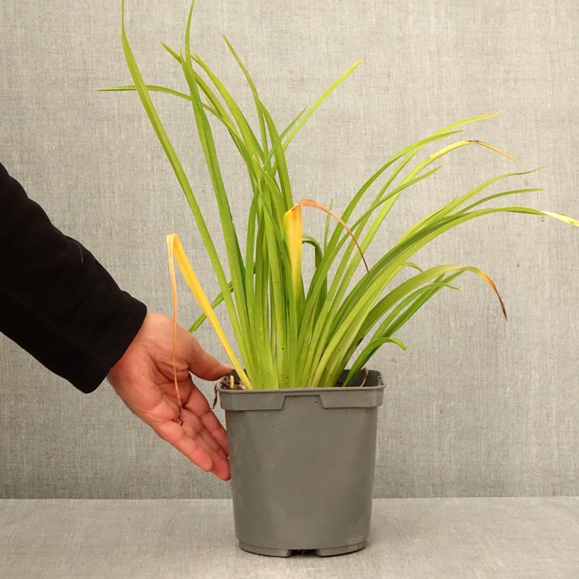 Exemplaar van Hemerocallis Mauna Loa - Daglelie Pot van 2 l/3 l zoals geleverd in de herfst