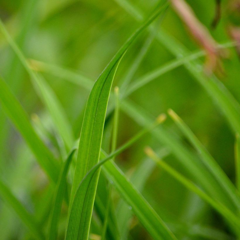 Hemerocallis middendorffii - Daglelie (Foliage)