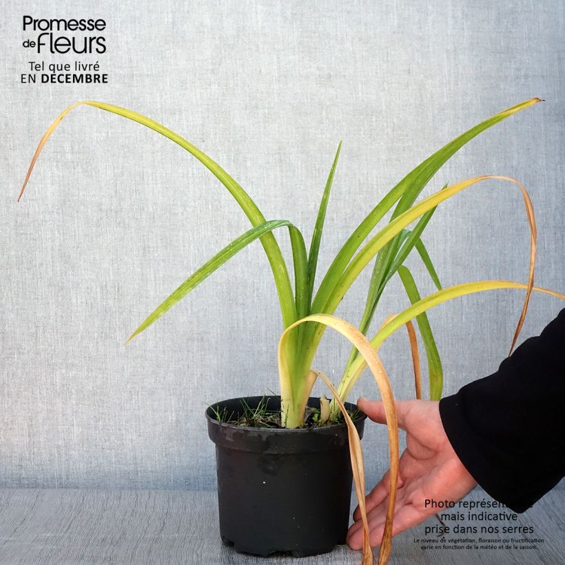 Exemplaar van Hemerocallis Mildred Mitchell - Daglelie Pot van 2 l/3 l zoals geleverd in de herfst