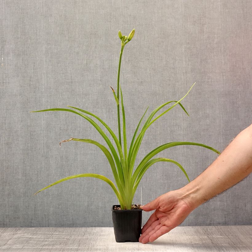 Exemplaar van Hemerocallis Mildred Mitchell - Daglelie Kweekpotje van 8/9 cm zoals geleverd in de zomer