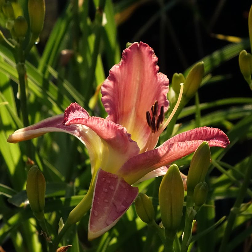Hemerocallis Mildred Mitchell - Daglelie (Bloei)