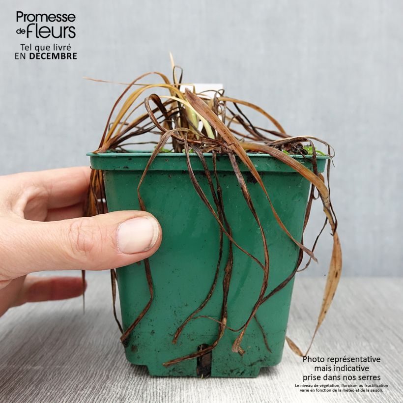 Example of Hemerocalle Mini Stella - Lis d'un jour jaune vif Pot van 1 l/1,5 l as you get in hiver