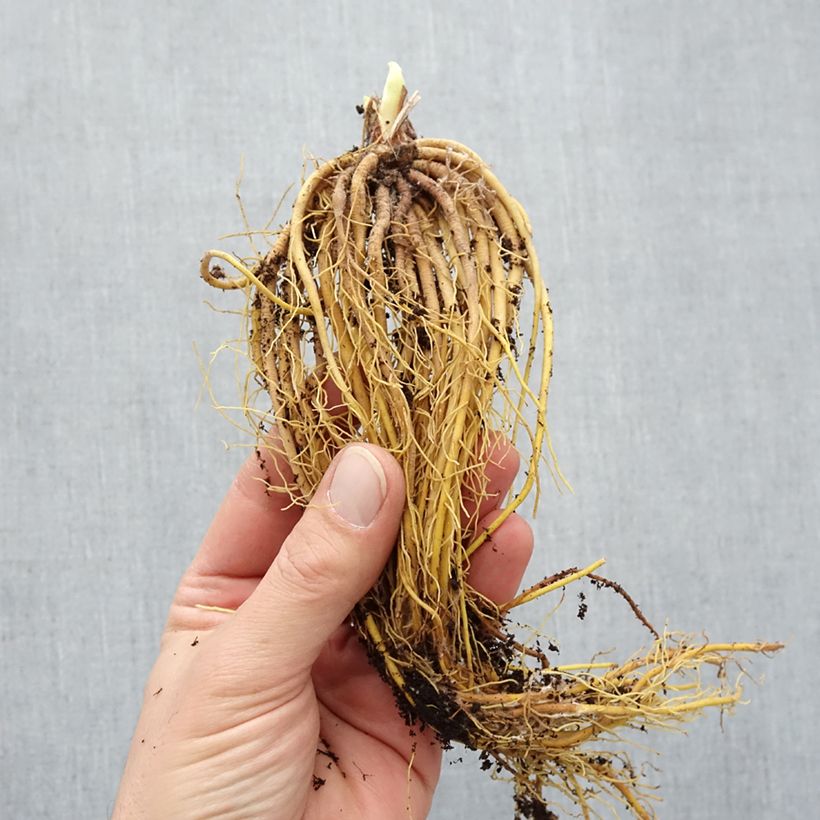 Example of Hemerocalle Mini Stella - Lis d'un jour jaune vif Naakte wortel as you get in hiver