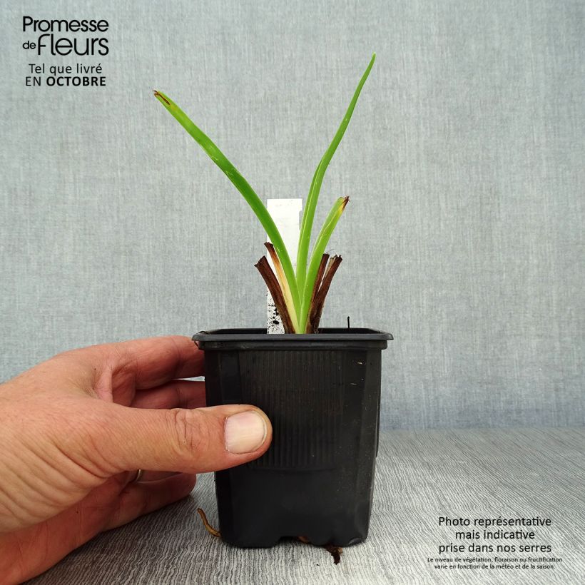 Exemplaar van Hemerocallis Moonlight Masquerade - Daglelie Kweekpotje van 8/9 cm zoals geleverd in de herfst