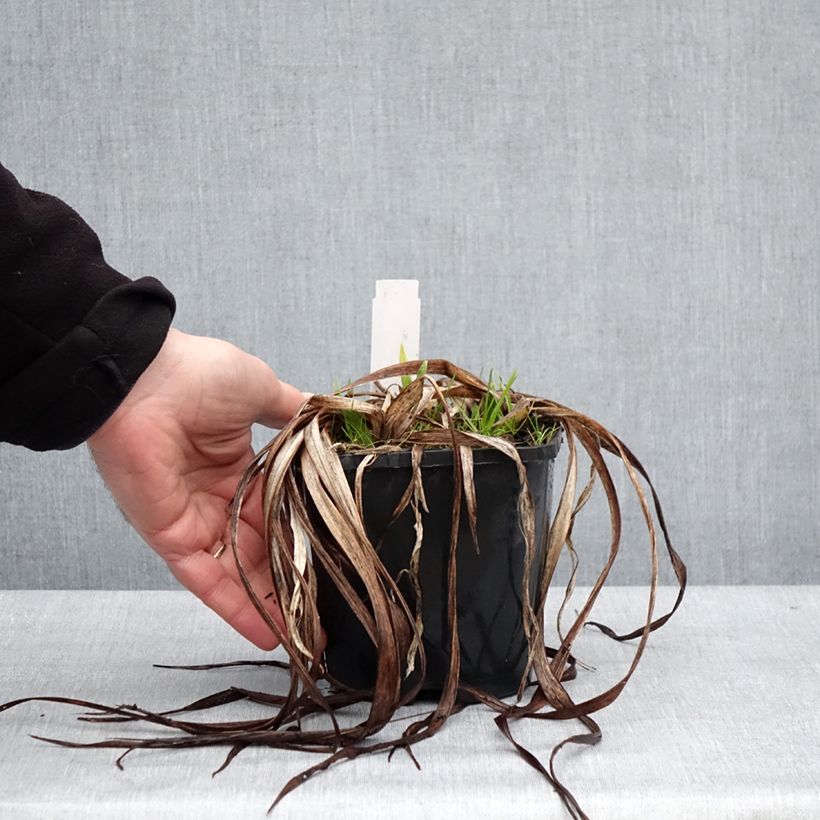 Example of Hémérocalle Moonlight Masquerade - Lis d'un jour crème et pourpre Pot van 1,5 l/2 l as you get in hiver