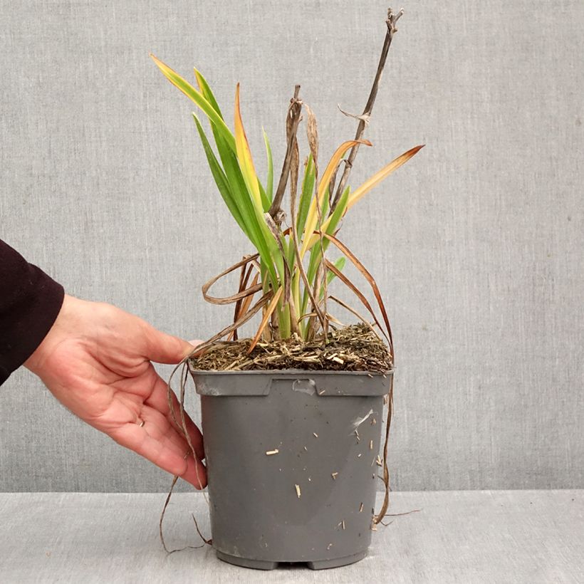 Example of Hémérocalle On and On - Lis d'un jour rose Pot van 2 l/3 l as you get in automne