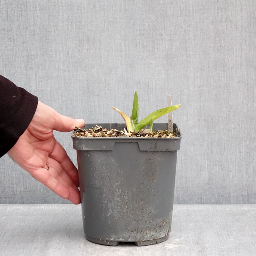 Exemplaar van Hemerocallis On and On - Daglelie Pot van 2 l/3 l zoals geleverd in de winter