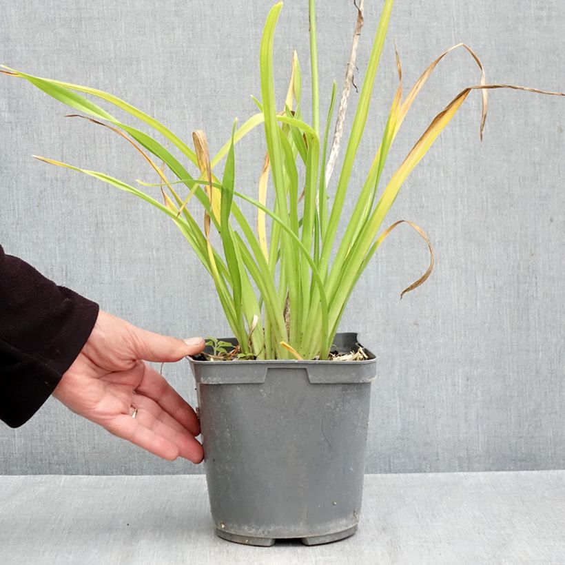 Exemplaar van Hemerocallis Gentle Shepherd - Daglelie Pot van 2 l/3 l zoals geleverd in de herfst