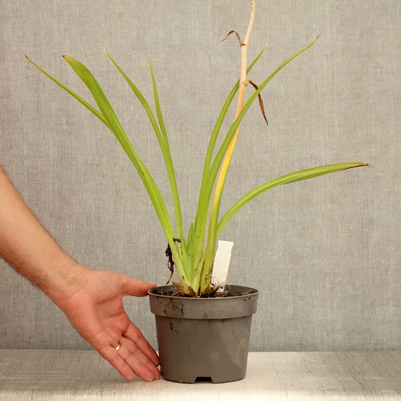 Exemplaar van Hemerocallis Gentle Shepherd - Daglelie Pot van 2 l/3 l zoals geleverd in de zomer