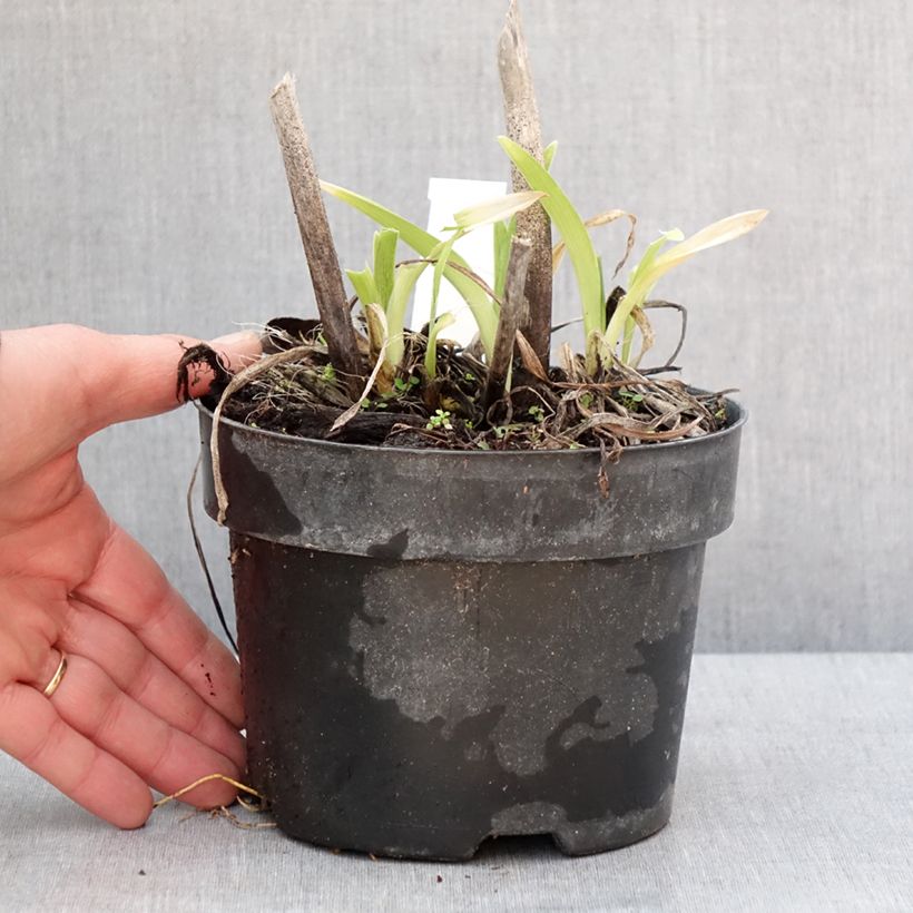 Example of Hemerocallis Gentle Shepherd - Daglelie Pot van 2 l/3 l as you get in hiver