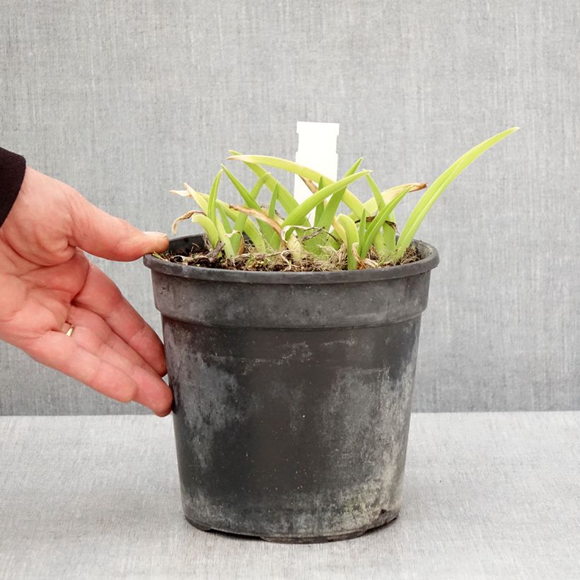 Exemplaar van Hemerocallis Gentle Shepherd - Daglelie Pot van 2 l/3 l zoals geleverd in de lente