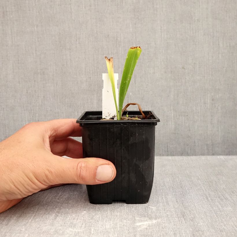 Exemplaar van Hémérocalle ou hemerocallis Patricia Jojo Godet de 8/9 cm zoals geleverd in de herfst