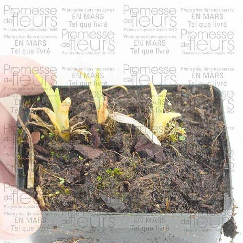 Voorbeeld van een exemplaar van Hémérocalle Pandora s Box Godet de 8/9 cm zoals geleverd