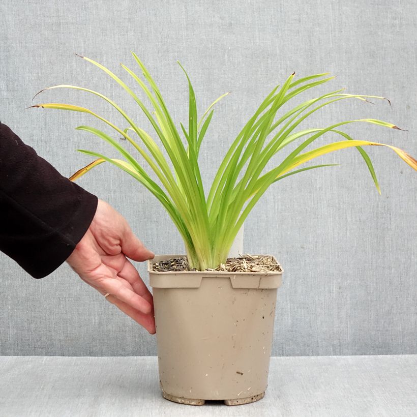 Exemplaar van Hemerocallis Pardon Me - Daglelie Pot van 2 l/3 l zoals geleverd in de herfst