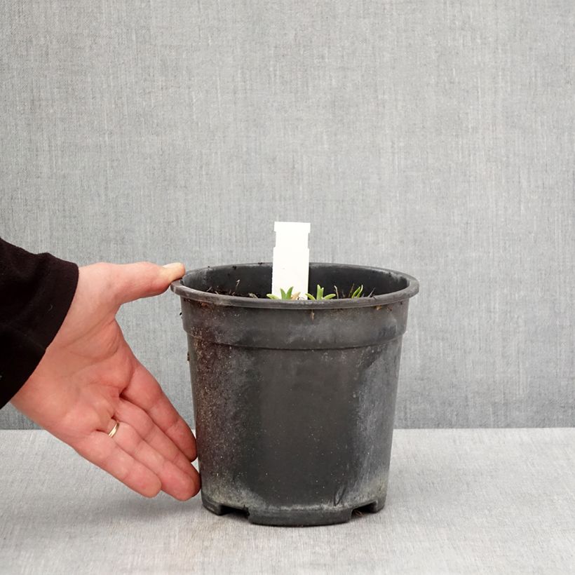 Exemplaar van Hemerocallis Pardon Me - Daglelie Pot van 2 l/3 l zoals geleverd in de lente