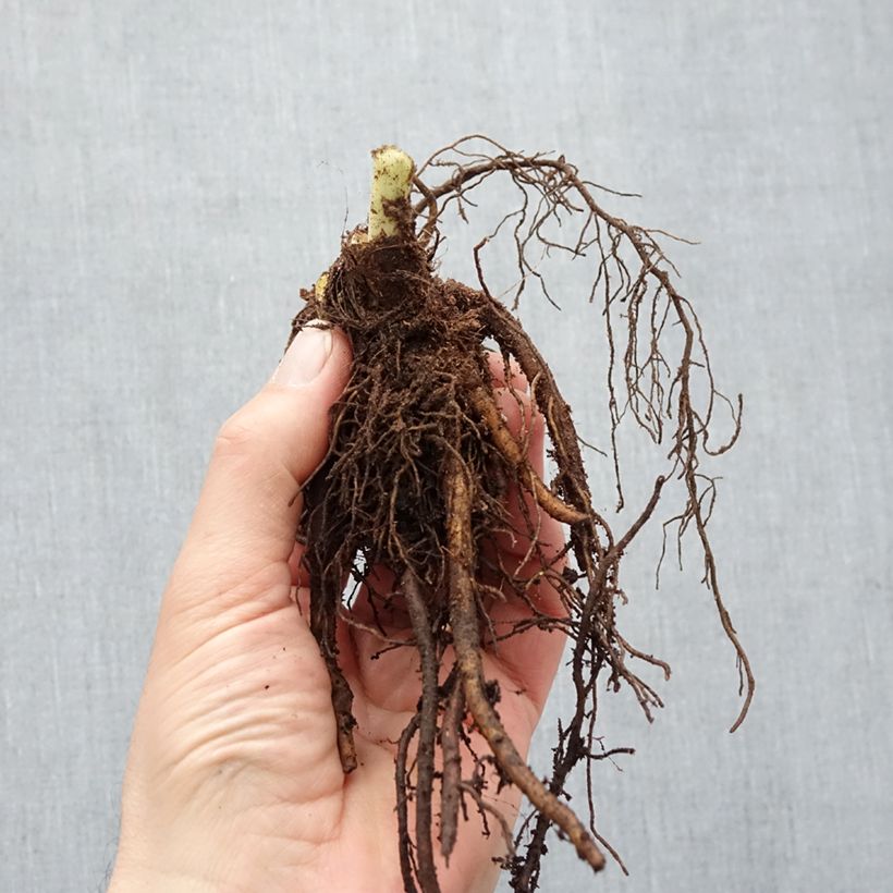 Example of Hémérocalle Pardon Me - Lis d'un jour rouge sombre. Naakte wortel as you get in hiver