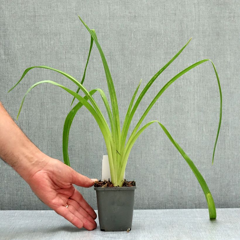 Exemplaar van Hemerocallis Piano Man - Daglelie Kweekpotje van 8/9 cm zoals geleverd in de zomer