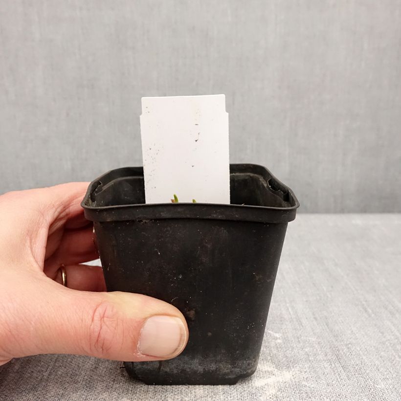 Example of Hémérocalle Piano Man - Lis d'un jour Kweekpotje van 8/9 cm as you get in hiver