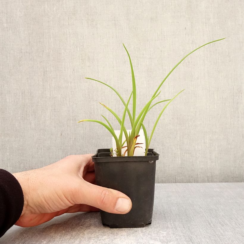 Exemplaar van Hemerocallis Piano Man - Daglelie Kweekpotje van 8/9 cm zoals geleverd in de lente