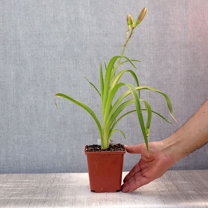 Exemplaar van Hemerocallis Piano Man - Daglelie Pot van 1 l/1,5 l zoals geleverd in de zomer
