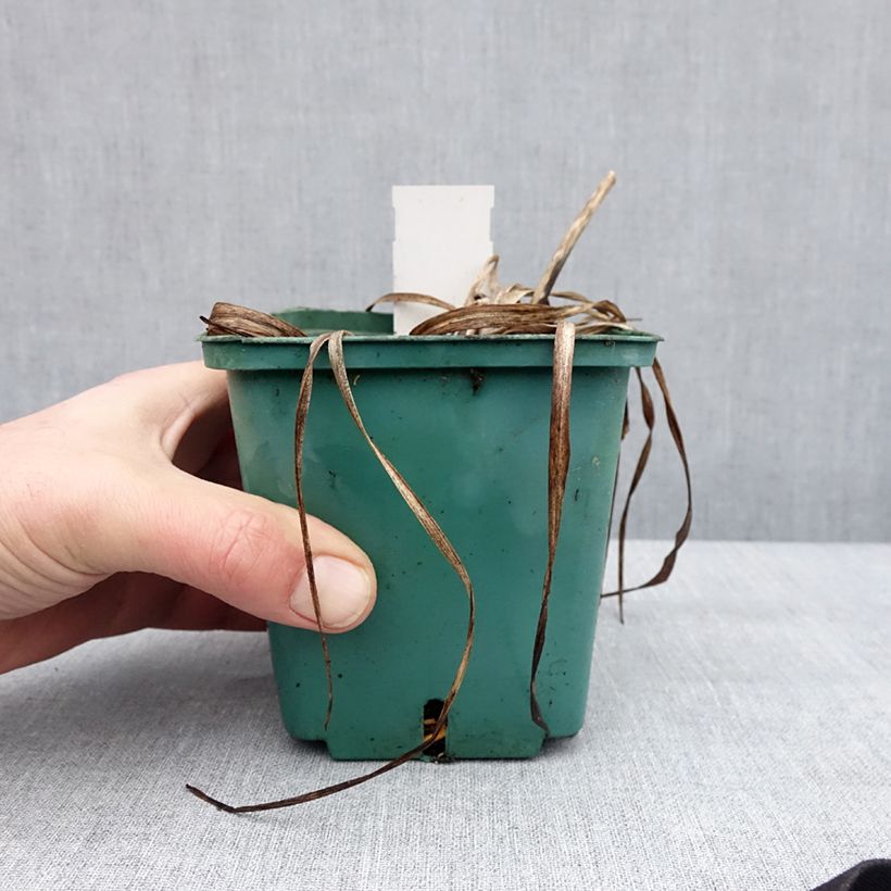 Exemplaar van Hemerocallis Prague Spring - Daglelie Pot van 1 l/1,5 l zoals geleverd in de winter