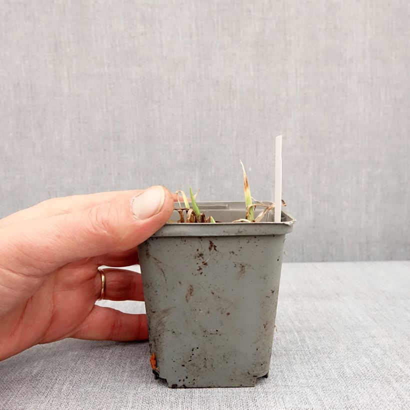 Example of Hémérocalle Prairie Blue Eyes - Lis d'un jour rose lavande à oeil mauve-bleuté. Kweekpotje van 8/9 cm as you get in hiver