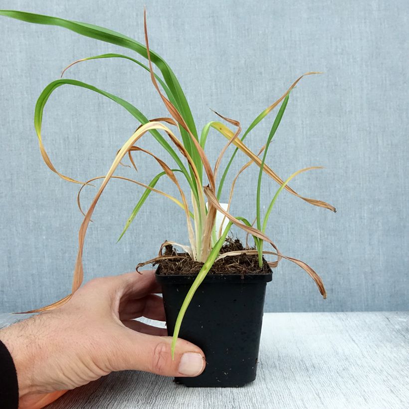 Exemplaar van Hémérocalle Red Rum - Lis d'un jour rouge cerise clair. Godet de 8/9 cm zoals geleverd in de herfst