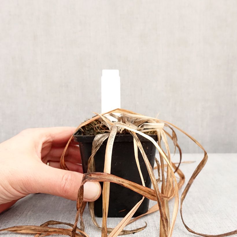 Example of Hémérocalle Red Rum - Lis d'un jour rouge cerise clair. Kweekpotje van 8/9 cm as you get in hiver